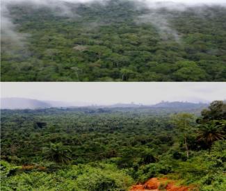 Liberia-Rainforest-Photo
