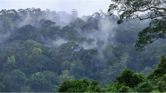 Forest in Liberia Image