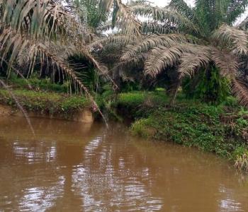 Pollution creek in MOPP plantation